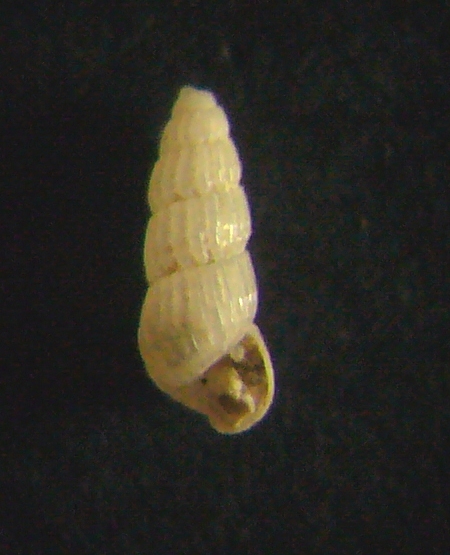 Chrysallida clathrata?